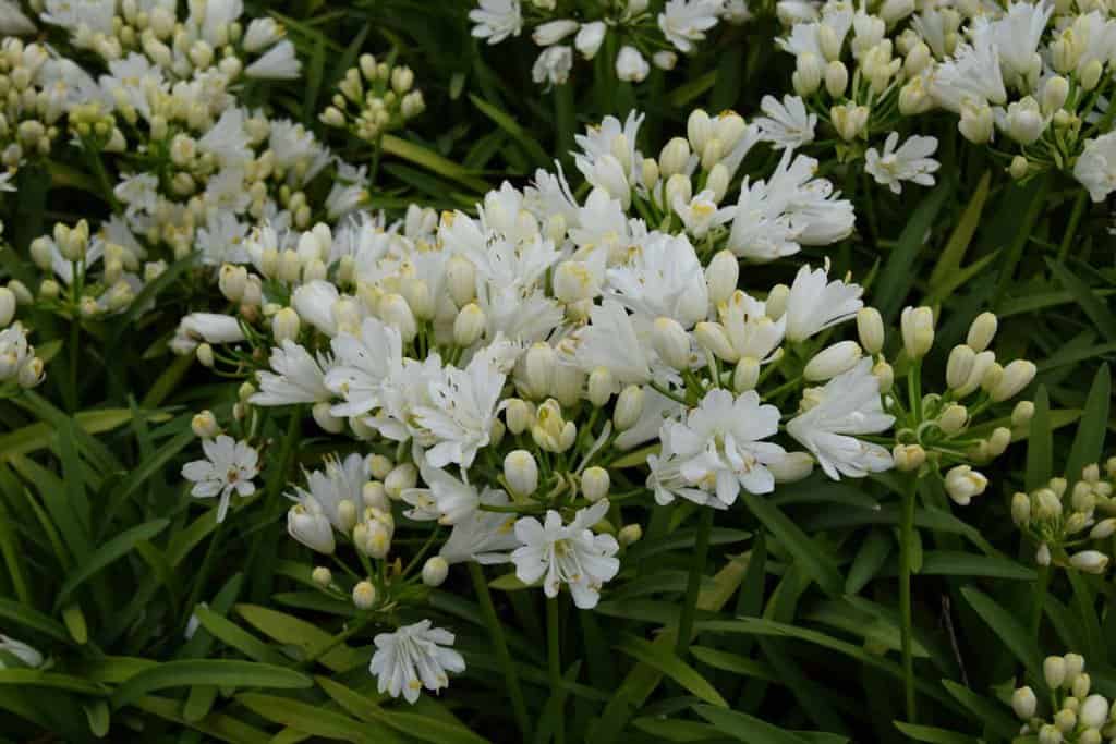 Agapanthus 'Double Diamond' ® ---